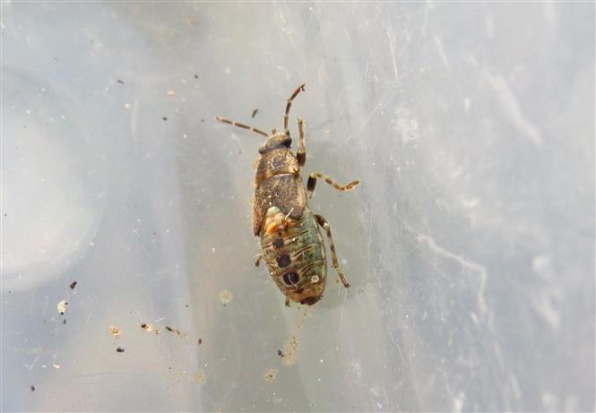 Lygaeidae:  ninfa di Heterogaster urticae